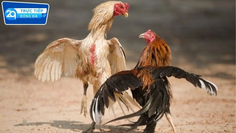 Đá gà Campuchia 2Q trực tiếp cực hấp dẫn 2 Đá gà Campuchia 2Q phát sóng trực tiếp