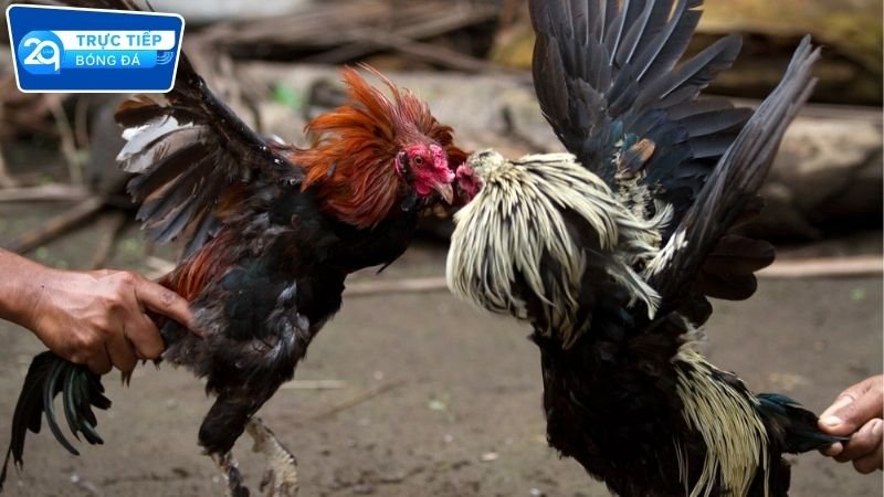 Đá gà Campuchia 2Q trực tiếp cực hấp dẫn 3 Cách cược đá gà tại 2Q