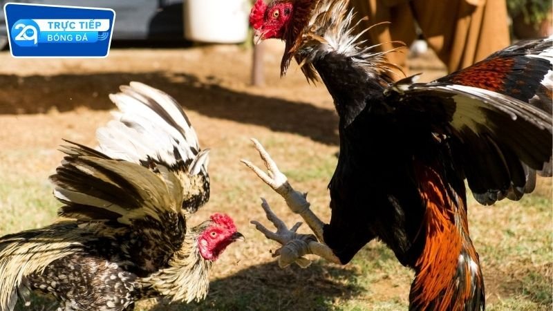 Đá gà Campuchia 2Q trực tiếp cực hấp dẫn 4 Vì sao chọn đá gà 2Q
