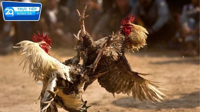 Trải nghiệm đá gà Campuchia tại 2Q có gì hay?