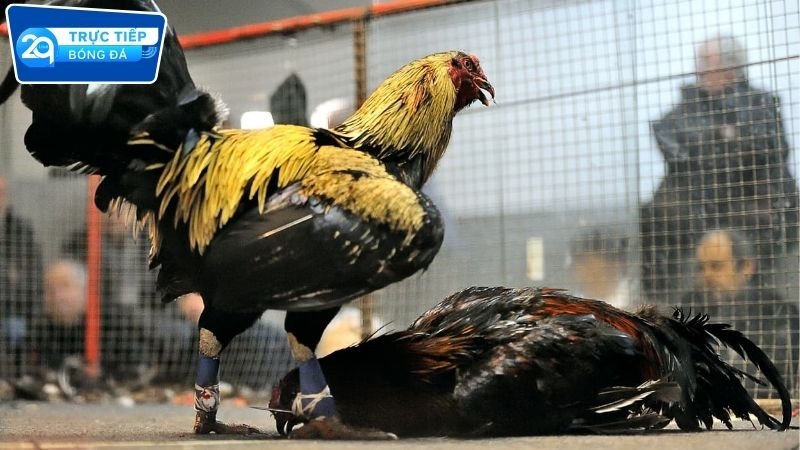 Đá gà trực tiếp 2Q xem nét cược liền tay 3 Hướng dẫn xem và cược đá gà