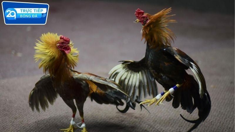Ưu điểm khi chơi đá gà tại 2Q